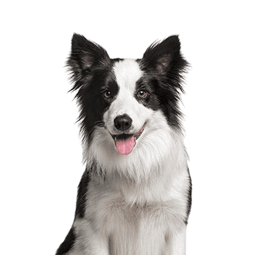 Border-Collie