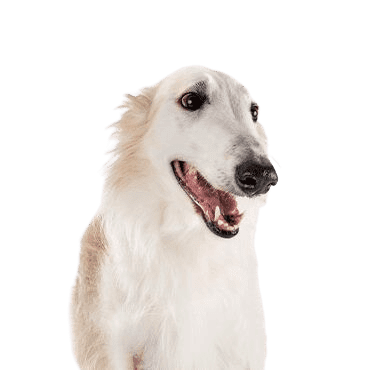 Borzoi-