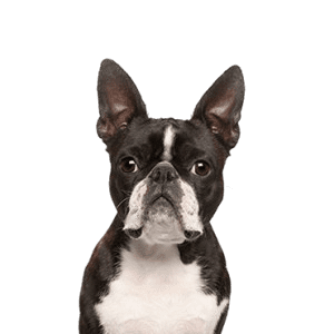 Boston Terrier