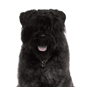 Bouvier-des-Flandres