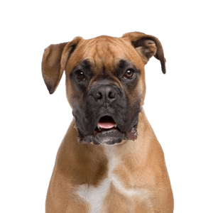 Boxer