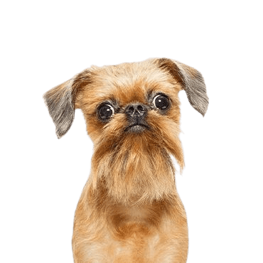 Brussels-Griffon