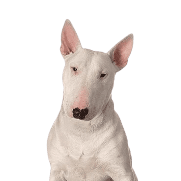 Bull-Terrier