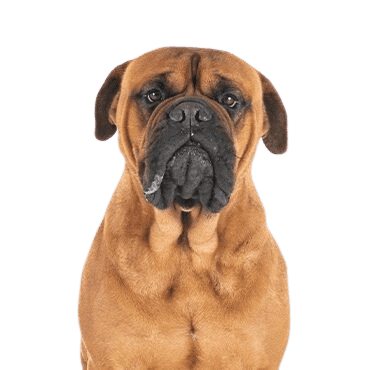 Bullmastiff