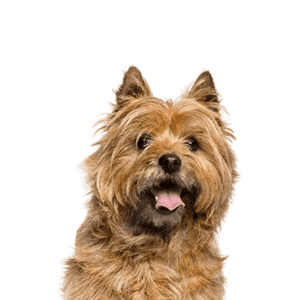 Cairne-Terrier