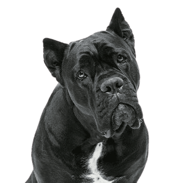 Cane-Corso