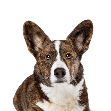 Cardigan-Welsh-Corgi