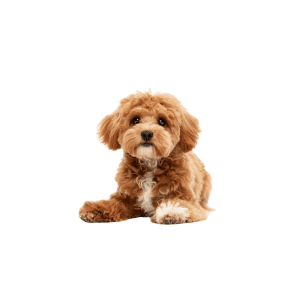 CavaPooChon-Puppy