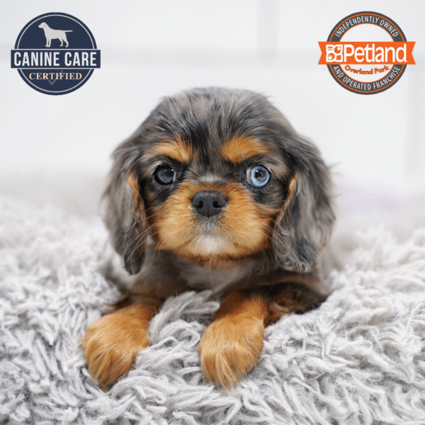 [#253327-04] Blue Merle F Cavalier King Charles Spaniel Puppies for Sale