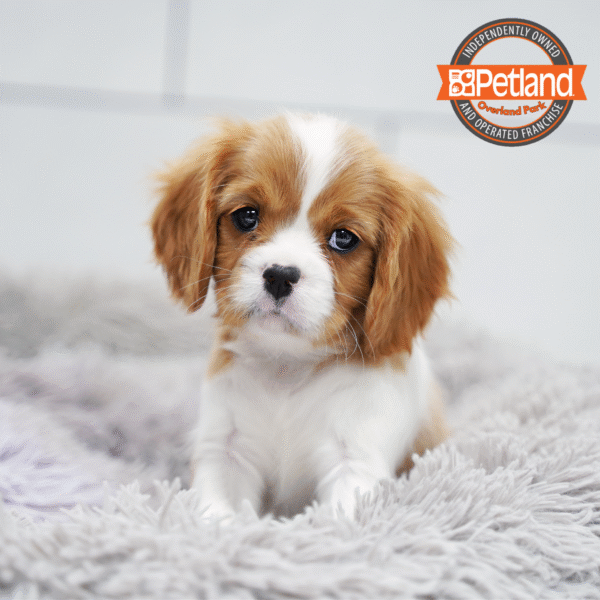 [#253232-05] Blenheim M Cavalier King Charles Spaniel Puppies for Sale