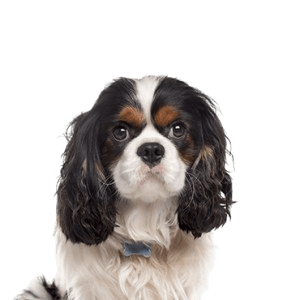 Cavalier-Kings-Charles