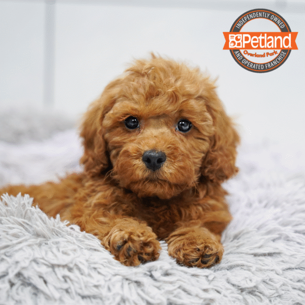 [#253097-01] Red M Cavapoo Puppies for Sale