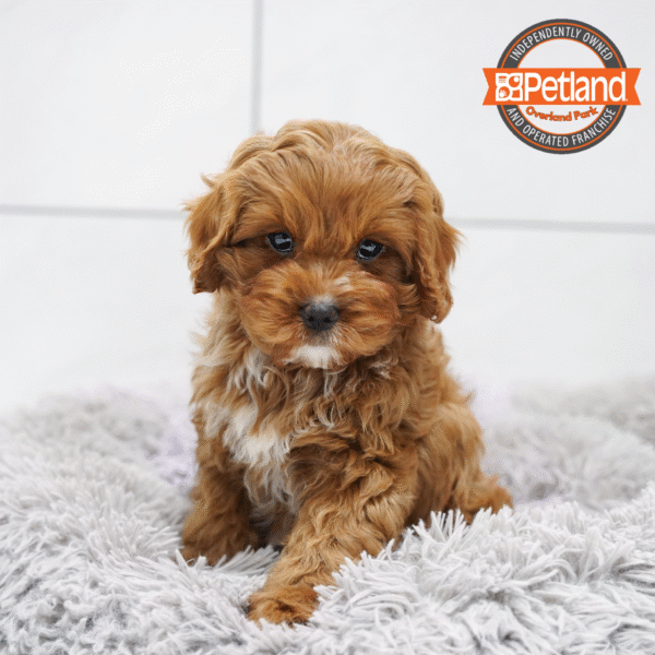 [#253173-02] Red / White M Cavapoo Puppies for Sale