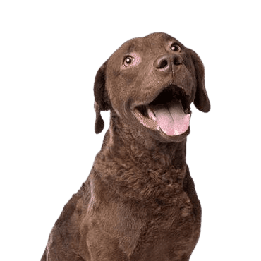 Chesapeake-Bay-Retriever