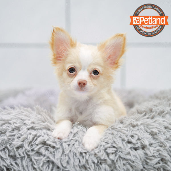 [#252953-01] Cream / White M Chihuahua Puppies for Sale