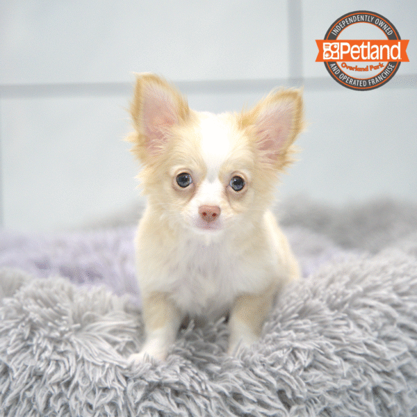 [#252953-01] Cream / White M Chihuahua Puppies for Sale