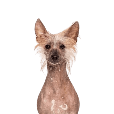 Chinese-Crested