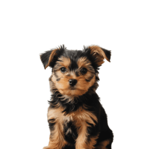 Chorkie-Puppy