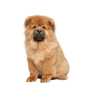 Chow Chow