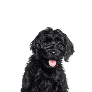 CockaPoo