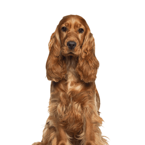 Cocker Spaniel