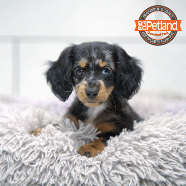 [#2564-01] Black / Tan M Dachshund Puppies for Sale