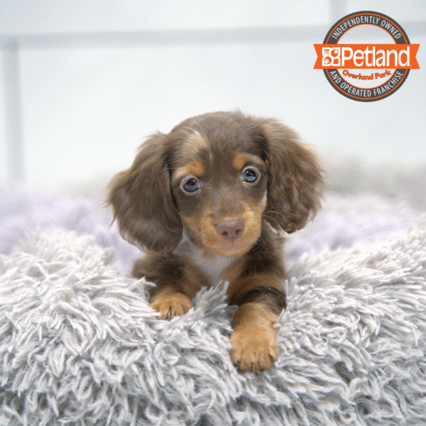 [#2564-02] Chocolate M Dachshund Puppies for Sale