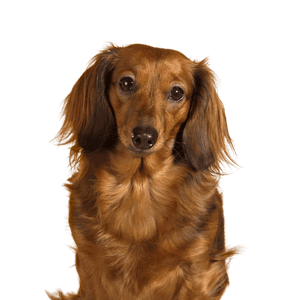 Dachshund