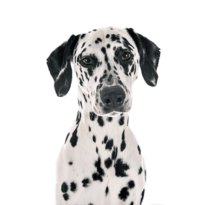 Dalmation