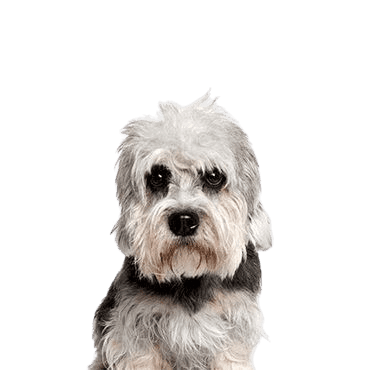 Dandie Dinmont Terrier