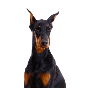 Doberman Pinscher