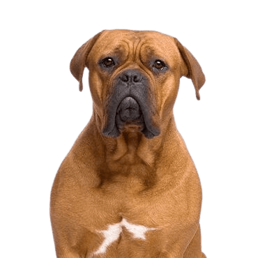 Dogue-de-Bordeaux