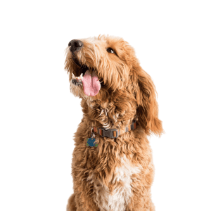 Double-Doodle-Puppy