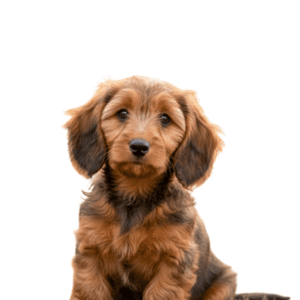 Doxiepoo-puppy-breed