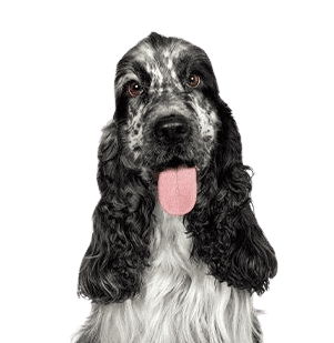 English-Cocker-Spaniel