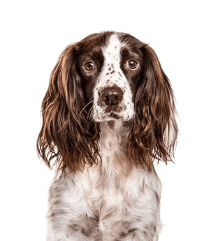 English-Springer-Spaniel