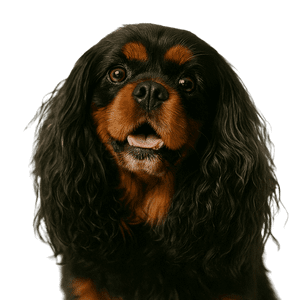 English-toy-spaniel