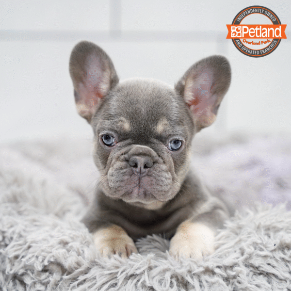 [#252926-02] Blue / Tan F French Bulldog Puppies for Sale