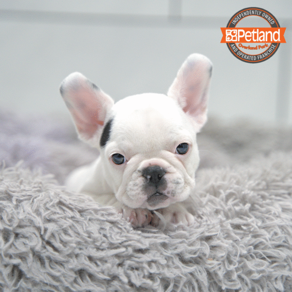 [#2565-03] Black / White F French Bulldog Puppies for Sale
