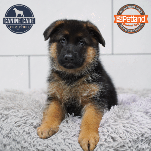 [#253189-07] Black / Tan F German Shepherd Dog Puppies for Sale
