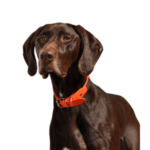 German-Shorthaired-Pointer
