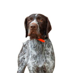 German-Wirehaired-Pointer