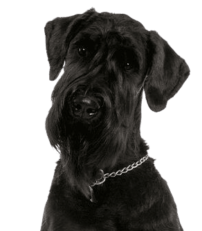 Giant Schnauzer