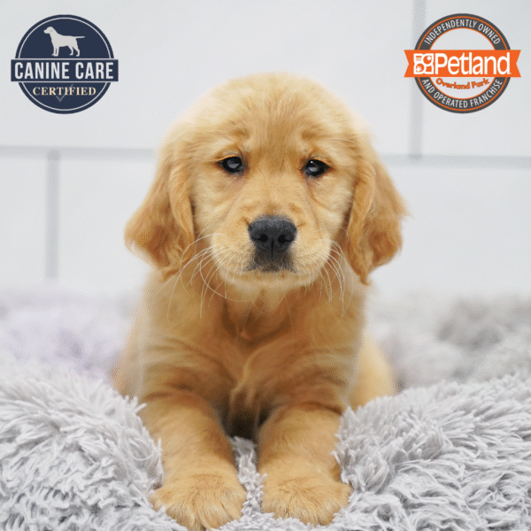 [#253167-05] Light Golden F Golden Retriever Puppies for Sale