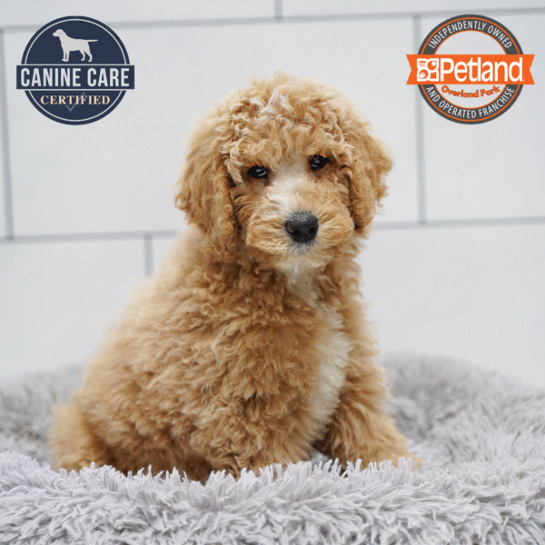 [#253447-01] Golden M Goldendoodle 2nd Gen Puppies for Sale