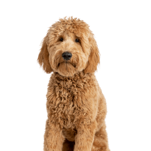 Goldendoodle