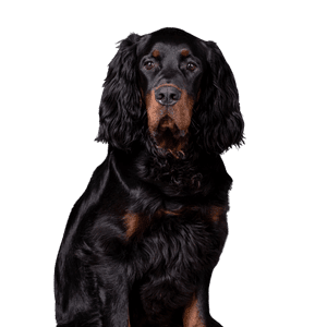 Gordon-Setter