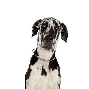 Great Dane