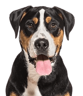 Greater-Swiss-Mountain-Dog
