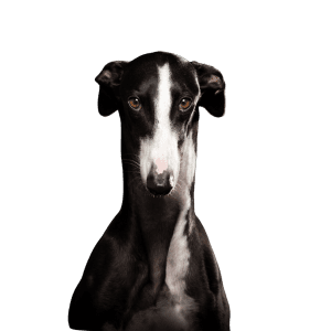 Greyhound